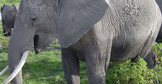 Tại sao tiếng gầm của voi vang xa được tới 10km?