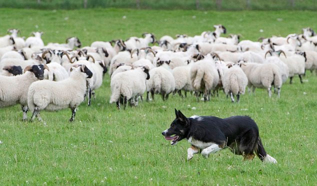 Vòng cổ giúp cừu chống chó sói
