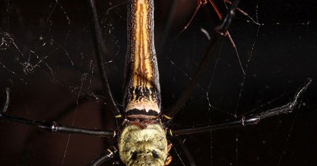 Nhện cái nói "không" với sex bằng cách nào? 