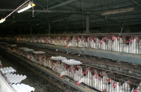 Tiêu hủy 8 triệu con gà vì dịch cúm