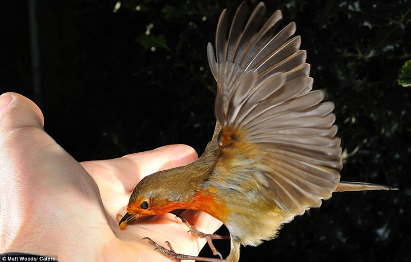 Ảnh đẹp: Khoảnh khắc chim ăn sâu trên tay người