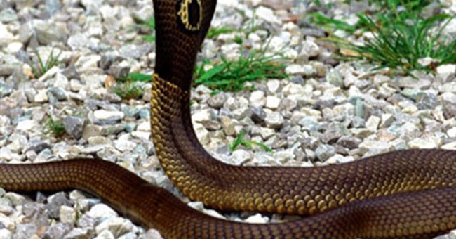 Tại sao rắn hổ mang bành rộng cổ được?