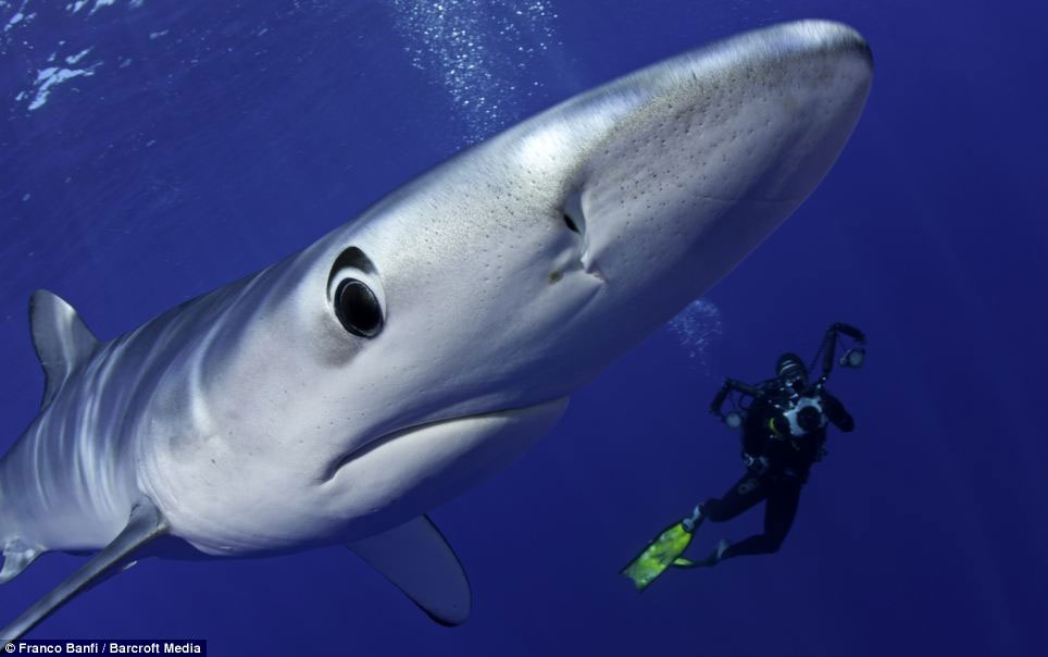 Ảnh đẹp: Bơi cùng kẻ săn mồi đáng sợ nhất đại dương