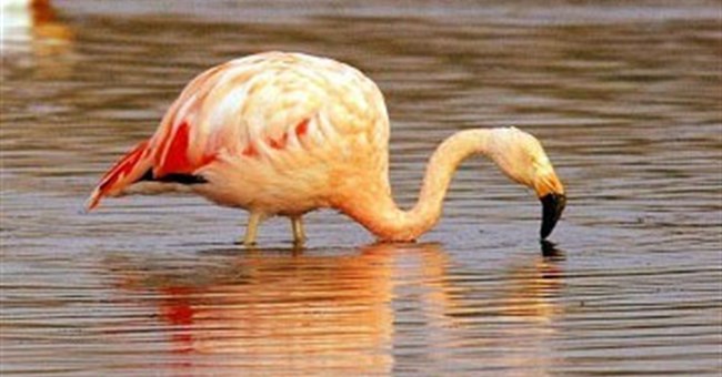 Hồng hạc "yêu" hăng hơn nhờ nhạc cổ điển