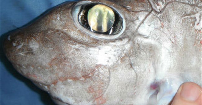 Phát hiện cá mập "ma" dưới đáy biển 