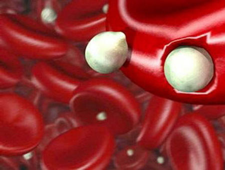 Ký sinh trùng sốt rét đang xâm nhập hồng cầu của con người. 