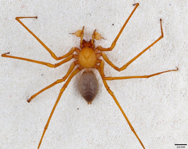 Phát hiện họ nhện có chân lạ ở Mỹ