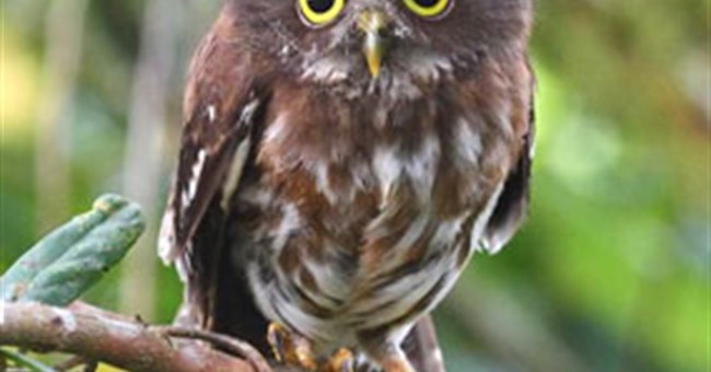 Phát hiện hai loài cú mới ở Đông Nam Á