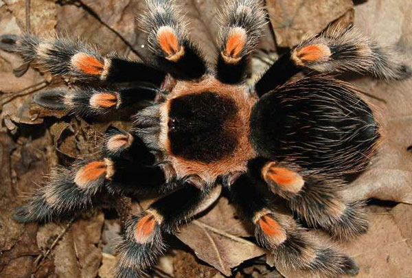 Australia nghiên cứu nọc độc nhện chữa ung thư vú 