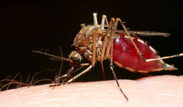 Muỗi là một trong những đường lây lan của Virus West Nile 