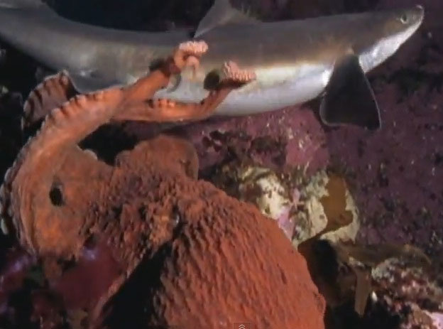 Video: Cá mập chết ngộp dưới "tay" bạch tuộc khổng lồ