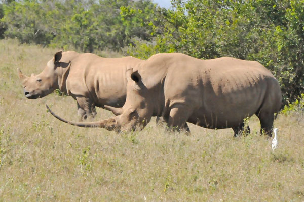 VN-Nam Phi sắp ký MoU ngăn buôn bán sừng tê giác 