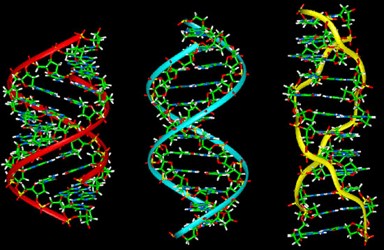 ADN có khả năng lưu trữ thông tin vô cùng ấn tượng.