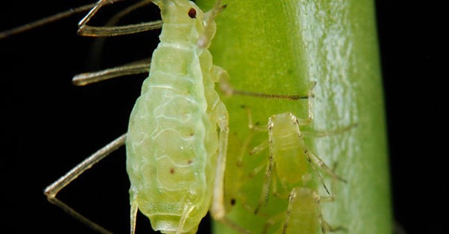 Côn trùng kỳ lạ biết quang hợp như cây 