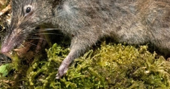 Loài chuột mới không răng hàm, thích ăn giun