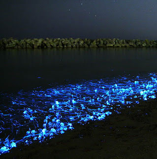 Bờ biển Nhật lấp lánh trong đêm