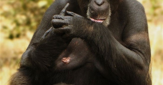 Động vật có mãn kinh giống người? 