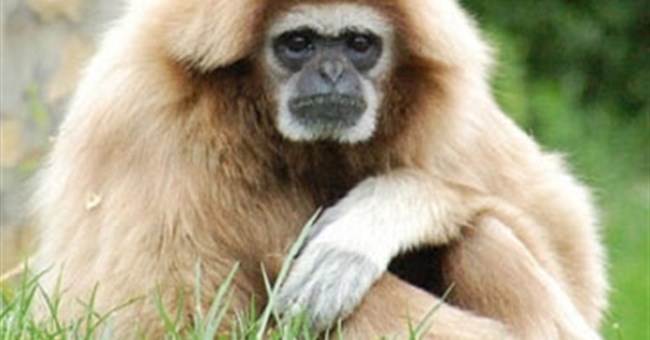 Loài vượn có khả năng hát như ca sĩ opera chuyên nghiệp 