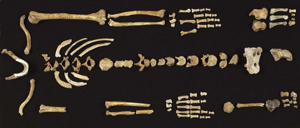 Người Neanderthal thuận tay nào?