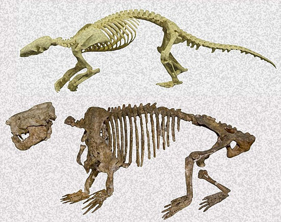 Phát hiện hóa thạch của loài thú có vú đầu tiên