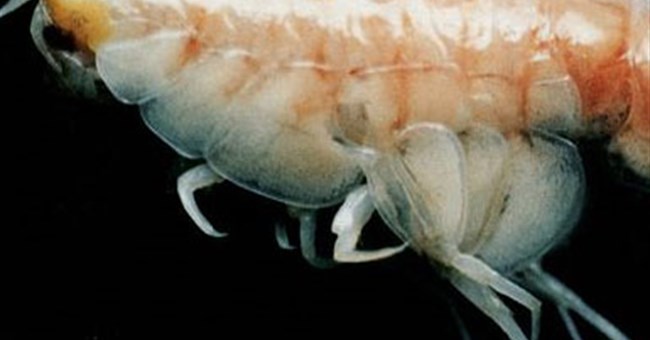 Tôm gặm xác tàu dưới đáy biển