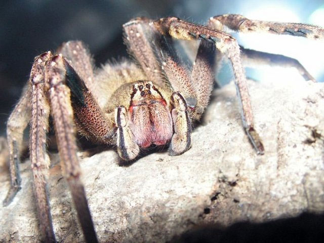 Loài nhện Phoneutria nigriventer ở Brazil.