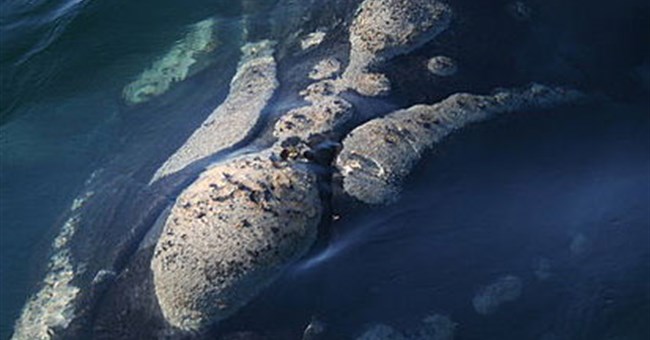 Mòng biển rỉa thịt cá voi