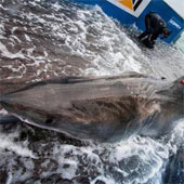 Video: Chinh phục cá mập trắng nặng 1000kg