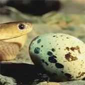Video: Ly kỳ chuyện rắn ăn trứng biết bỏ vỏ