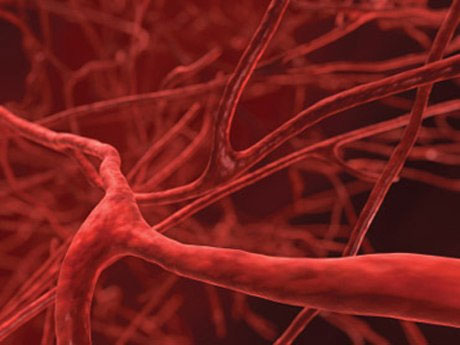 Tạo ra mạch máu từ tế bào gốc