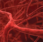 Tạo ra mạch máu từ tế bào gốc