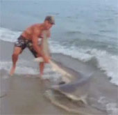 Video: Người và cá mập hỗn chiến trên bờ biển