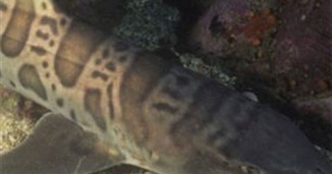 Phát hiện loài cá mập tiền sử mới ở Mỹ