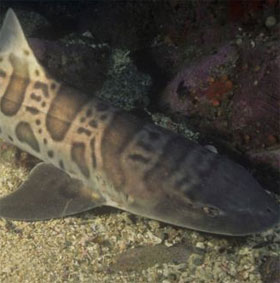 Phát hiện loài cá mập tiền sử mới ở Mỹ