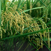 Nhật Bản tìm ra một giống lúa mới chịu được hạn hán