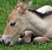 Con ngựa hoang đầu tiên ra đời nhờ thụ tinh ống nghiệm