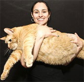 Video: Mèo béo "tập giảm cân"
