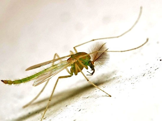 Các loài muỗi "kinh dị" không thèm hút máu người