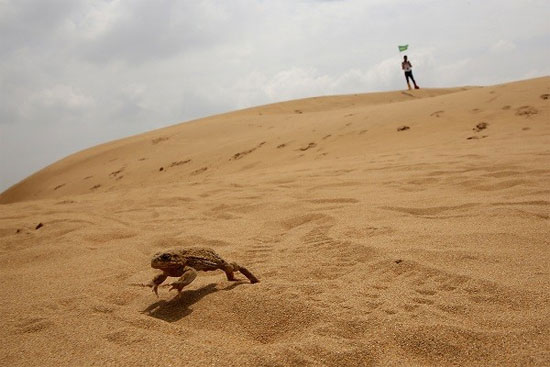 Sa mạc phát ra 