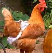 Ngăn bệnh dịch cho gà bằng cách đóng bỉm