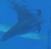 Video: Khoảnh khắc cá heo vượt cạn