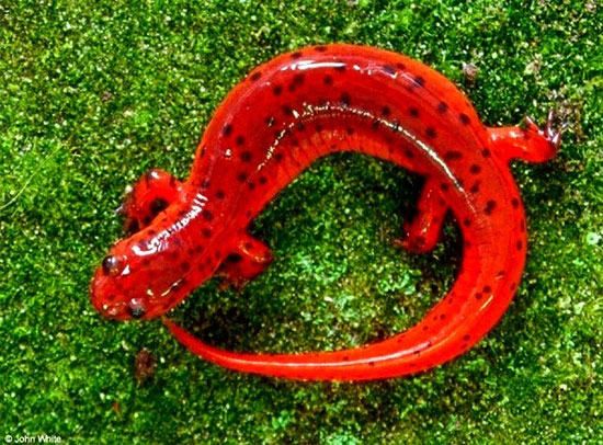 Chiêm ngưỡng những loài động vật lạ mắt giống kẹo ngọt