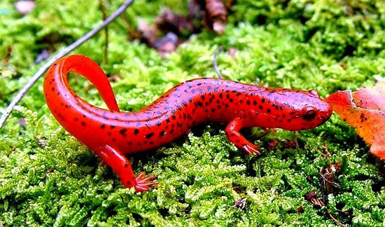 Chiêm ngưỡng những loài động vật lạ mắt giống kẹo ngọt