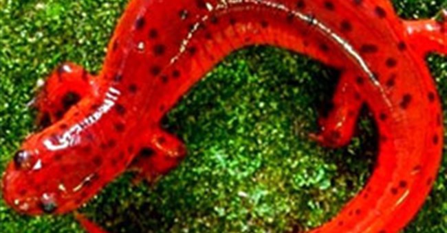 Chiêm ngưỡng những loài động vật lạ mắt giống kẹo ngọt