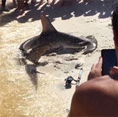 Video: Du khách "đỡ đẻ" cho cá mập