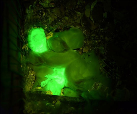 Thỏ phát sáng màu xanh lá cây