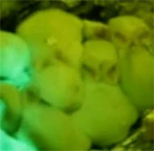 Video: Thỏ phát sáng màu xanh lá cây