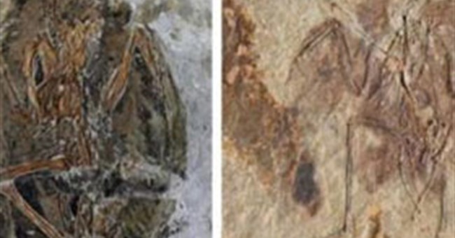 Chim tiền sử hy sinh đuôi để tiến hóa