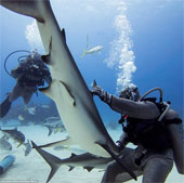 Video: Xem màn "thôi miên" cá mập dưới đáy biển