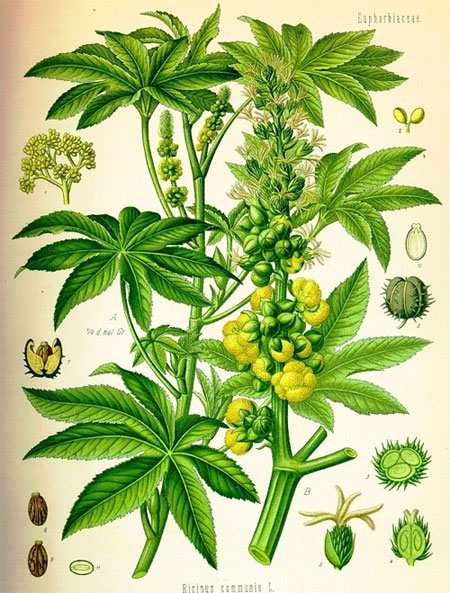 Những 